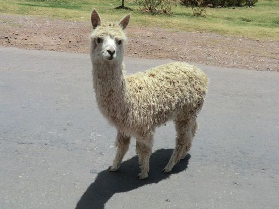 Einen treuen und ergebenen Anhänger haben wir auch schon gefunden. Wollte sich aber schließlich doch nicht der Reisegruppe aus Österreich anschließen ...