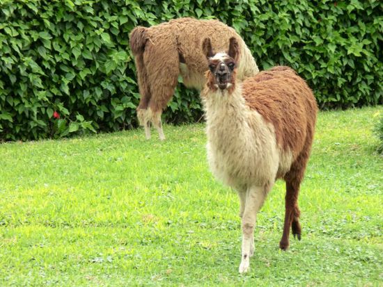 das erste mal treffen wir hier auf die einheimische Tierbevölkerung und schauen uns erstmal tief in die Augen. Vielleicht der Beginn einer langen Freundschaft ...
