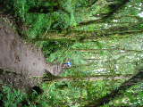 Regenwald