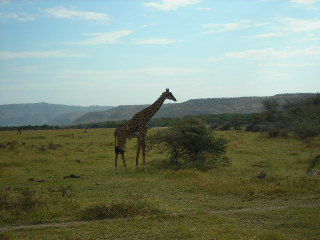 Endlich! "Meine" erste Giraffe...ein wunderschoenes Tier! Hoffentlich bald noch naeher?