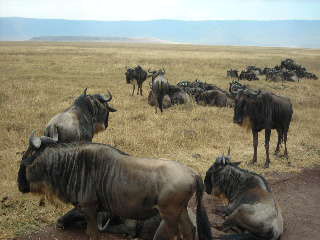 Gnus in der Mittagspause