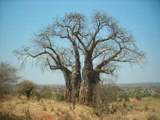 Baobab - ein wunderschoener Riese!