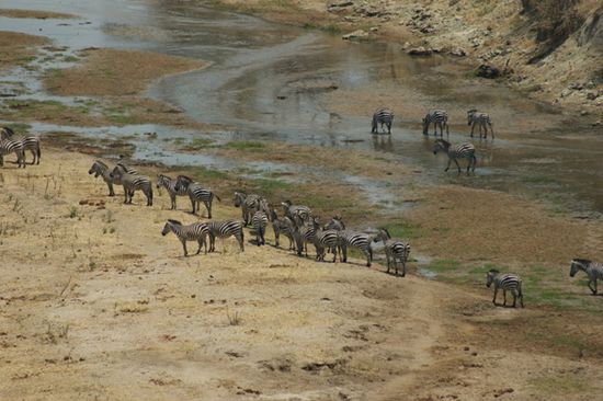 Wo du hinschaust Zebras! Von weitem...