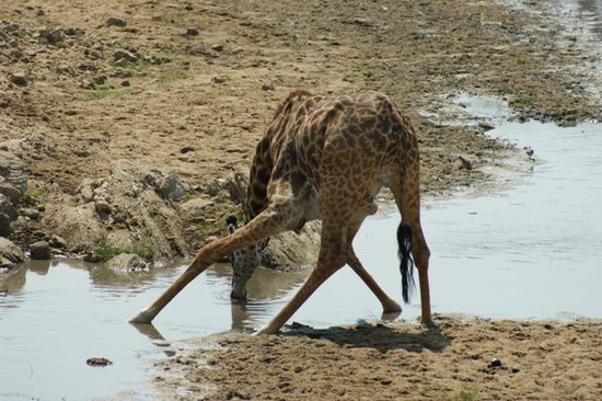 Doch gelingt das laengst nicht allen so einfach und elegant wie den Zebras...