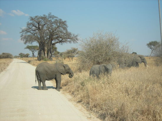 ...und tschuess, Tarangire!