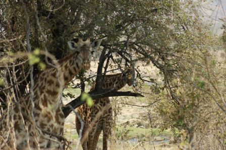Versteckspiel mit Giraffen