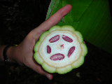 Kakaobohnen (braunrot) in ganzer Frucht