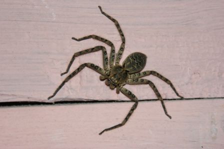 Nicht nur diese Spinne (Durchmesser ca. 8cm) in unserem Zimmer in Bahundanda liess uns etwas unruhig schlafen. In der Nacht regnete es heftig und die Tropfen machten einen riesen Krach auf dem Wellblechdach.