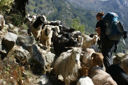 Eine Ziegen- und Schafherde passierte uns auf dem Weg. Auf dem Bild ist nur ein Bruchteil der Herde zu sehen. Ich vermute, dass es ueber zweihundert Stueck waren. In diesem Moment, war es beruhigend auf der Bergseite zu stehen.