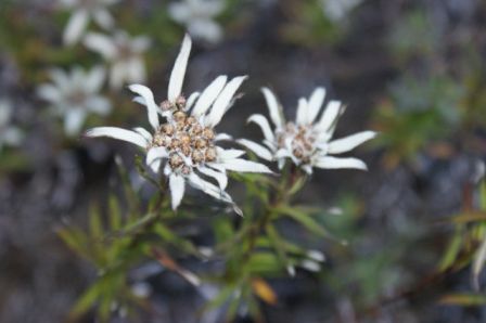 Edelweiss auf nepalesische Art.