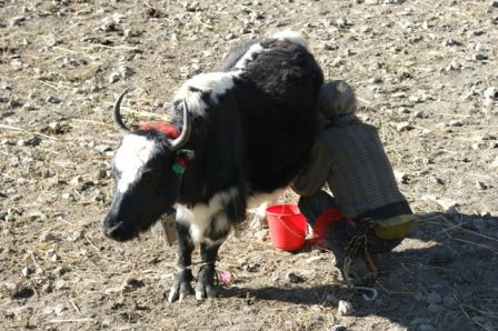 Melken eines Yaks. Anstaendig wie wir sind, fragten wir natuerlich, ob wir ein Foto machen duerfen. Der Mann auf dem Bild willigte freundlich ein...