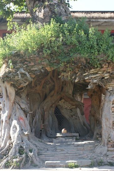 Einmal mehr eine Lingam (Pimmelchen von Gott Shiva) - Verehrung in einer wunderschoenen "Baum-Kapelle"