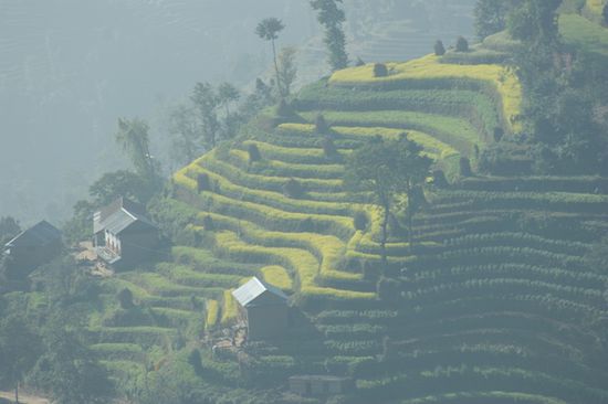 Senfterrassen etwas unterhalb von Nagarkot.