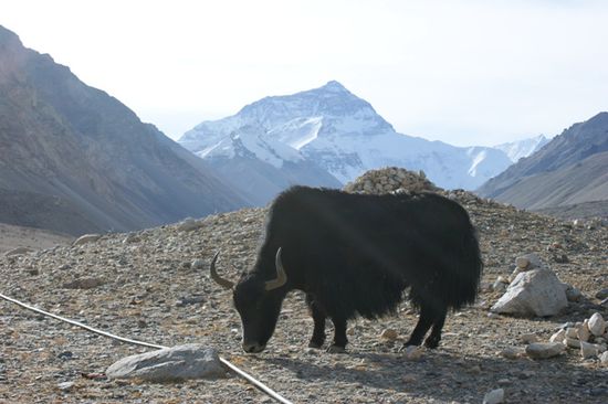 Nochmals ein letzter Blick auf den Everest, bevor wir in Rongbuk losfuhren.