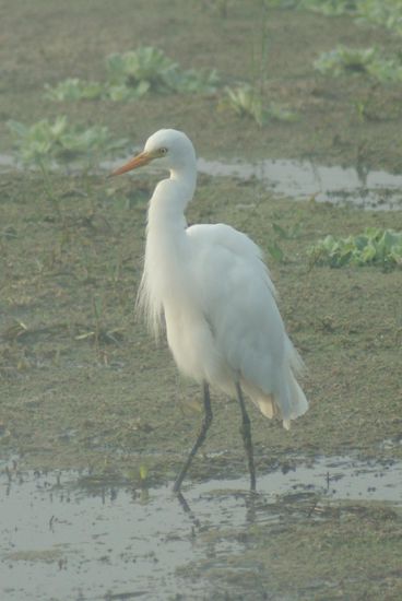 ...den Namen von diesem Vogel hat sie aber leider vergessen.