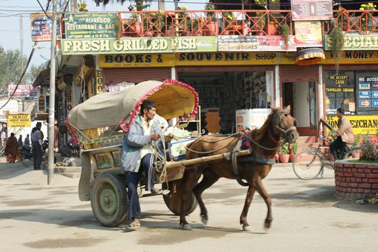Ein weiteres allgegenwaertiges Transportmittel in Sauraha.