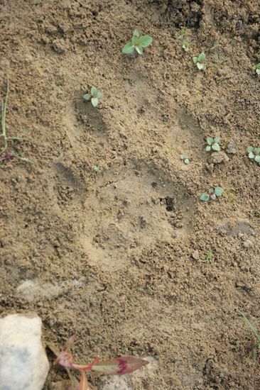 Es gibt also tatsaechlich Tiger im Chitwan National Park!