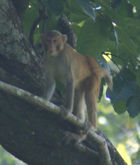 Ein Knacken und Rascheln im Wald: Nein, kein Nashorn sondern eine Gruppe Affen.