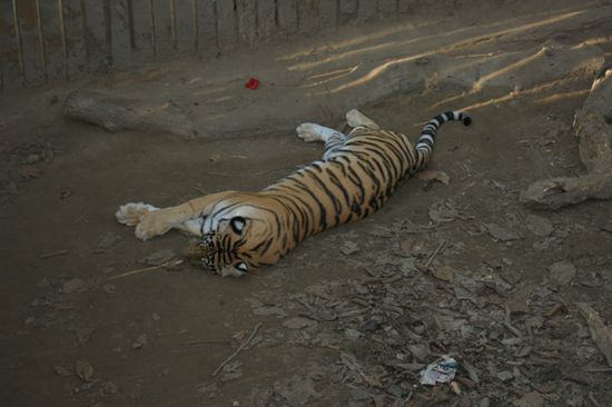 Am Nachmittag sahen wir dann sogar einen Tiger...