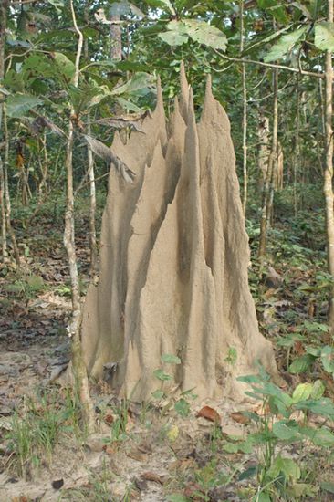 "Termiten - Schloss"
Ein Kunstwerk der Natur