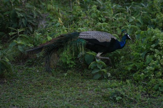Ein eher kleiner und fuer uns bekannter Waldbewohner, aber in freier Natur? - ein Pfau.