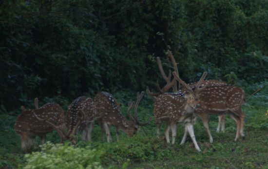 Hirsche haben wir einige gesehen - nur war es sehr schwierig gute Fotos zu kriegen im dunkeln Wald.