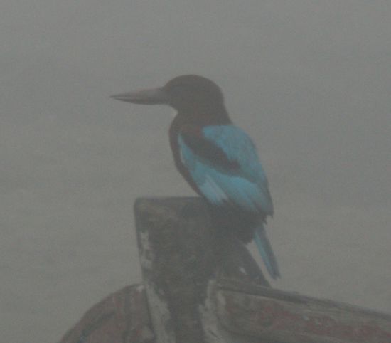 Auch der Eisvogel wartet auf die ersten Sonnenstrahlen!