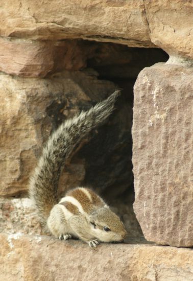 Ein winziger Besucher der Moschee:
Streifenhoernchen klettern flink ueber die Mauern.