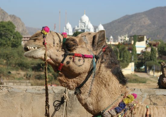 Kamele sind in Rajasthan immer wieder anzutreffen - natuerlich auch in Pushkar. Im Hintergrund ist der Sikh-Tempel Gurdwara zu sehen.