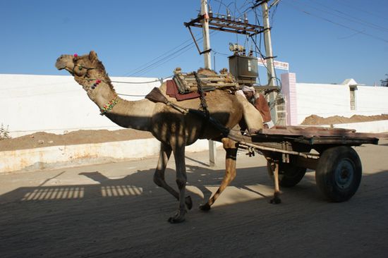 Kamelkarren sah man ebenfalls haeufig auf den Strassen.