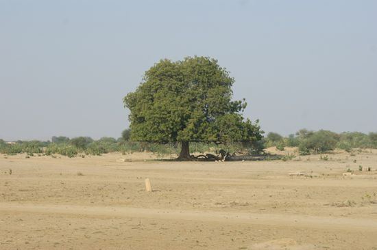 Kurz vor der Wasserquelle war dieser Baum zu sehen. Angeblich wurde dieser nicht geschnitten, sondern der Baum wird duch den Wind und Sand so.