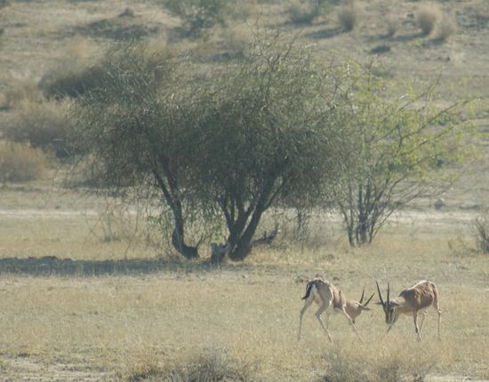 Unterwegs sahen wir ab und zu solche Hirsche. Und kurz vor der Rueckkehr nach Khuri kriegten wir das Specktakel eines Hirschkampfes zu sehen. Es kloepfte richtig laut, wenn die Hirsche aufeinander prallten. Ein unvergesslicher Abschluss unserer eindruecklichen Kamelsafari.