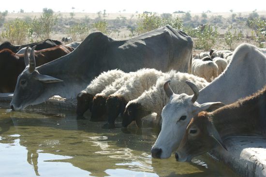 Die Wueste macht durstig. In der Naehe dieser grosse Salzwasserquelle hatte es viele Tierherden (Schafe, Ziegen und Kuehe).