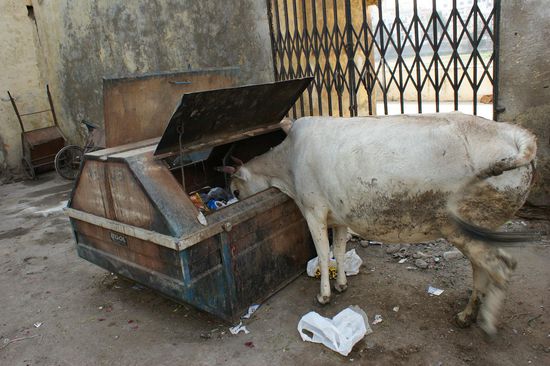 Schnapschuss zum zweiten: Futtertrog auf indisch.