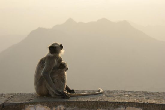 Der Monsoon Palast war mehr ein zerfallendes Gebaeude als ein wirlicher Palast. Aber die Aussicht war trotz Dunst toll.
Eine Attraktion waren auch die Affen, die sich, so sah es wenigsten aus, einen Spass daraus machten, die Touristen zu erschrecken indem sie auf dieser Mauer herumliefen und so die darauf sitzenden Menschen vertrieben.