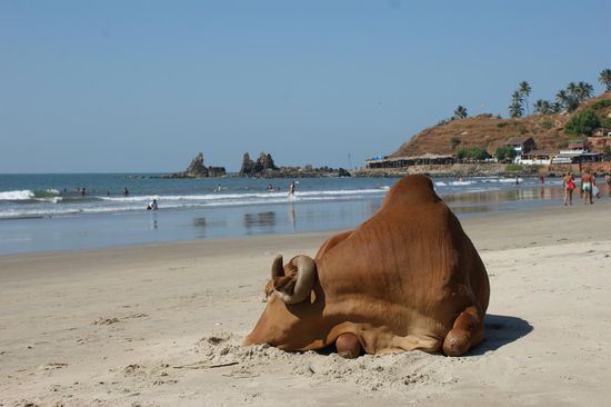 Es ist so "kuuuhl" hier!
Nicht nur wir fuehlten uns am Strand von Arambol so richtig wohl...