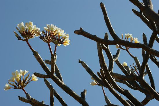 Diese Blueten erinnern uns an den Anfang unserer Reise, an Sansibar!