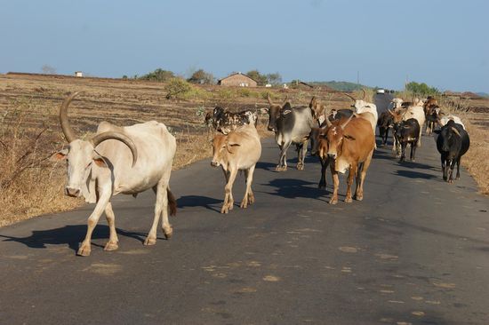 Die Strasse wurde nun nicht mehr mit Autos und Bussen geteilt.