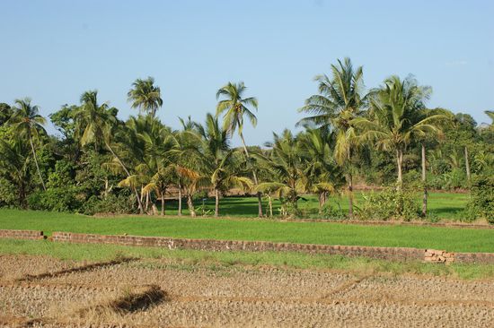 Reisfelder in verschiedenen Stadien in Palmenalleen