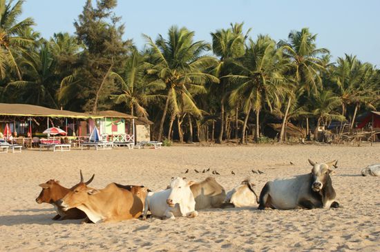 Teilweise hatte es mehr Kuehe als Menschen am Strand