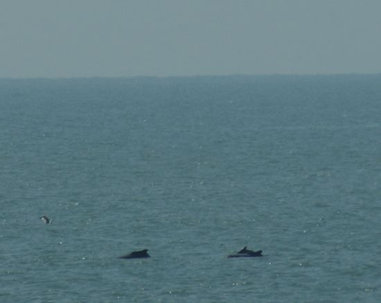 Und immer wieder waren Delphine in der Bucht von Agonda zu sehen.