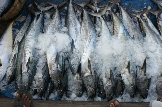 Frische Fische.