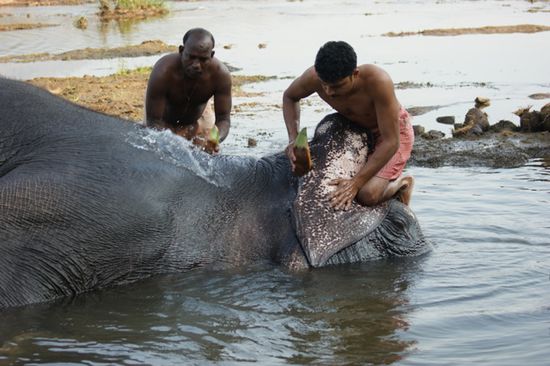 Hier werden die Elefanten nicht wie in Nepal mit flachen Steinen, sondern mit Kokosnuss-Schalen geschrubbt.
Im Bild der einzige ausgewachsene Elefant beim Morgenbad.