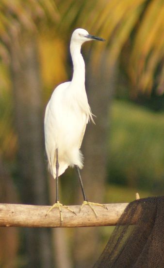 ...und andere Voegel waren zu sehen.