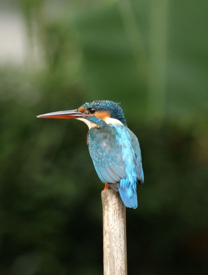 Und extra fuer Hr. Wenzel nochmals einen Kingfisher.