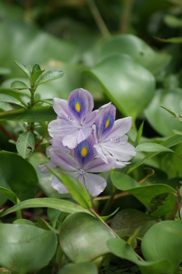 Die Blueten der Pflanzen, welche die Kanaele teilweise ueberwuchern sind wunderschoen.