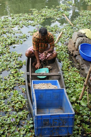 Viele Familien, die in den Backwaters leben, gehen fruehmorgens auf Muschelfang. Danach werden diese vor den Huetten gekocht und aus den Schalen genommen. Am fruehen Nachmittag werden diese dann vom Muschelhaendler abgeholt.