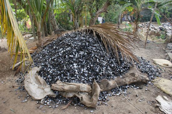 Wenn die Menge der Muschelschalen genug gross ist, werden sie zu Fabriken gebracht. Dort werden sie zu Pulver verarbeitet, welches als Farbbestandteil oder zur Herstellung von Medikamentenkapseln dient.