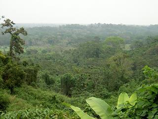 Der Jungle um Palenque