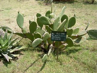 Eine der Heilpflanzen im Garten des Medizinmann Museums. Wie man auf dem Schild sieht, hilft diese gegen Diabetis!